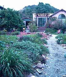 Beautiful permaculture garden irrigated with branched drain gray water system